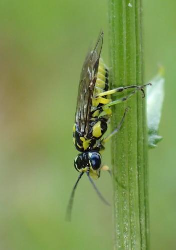 Réf. 249 130 : Cytisogaster picta